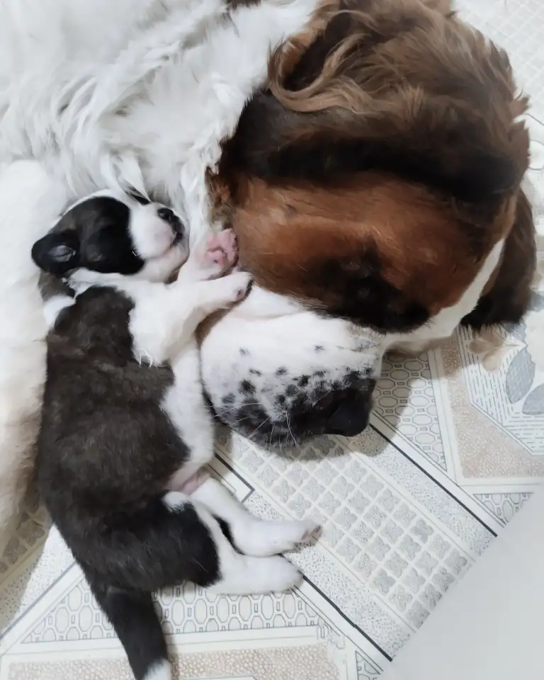 СЕНБЕРНАРЩЕНКИПРОДАЖА, фотография 3