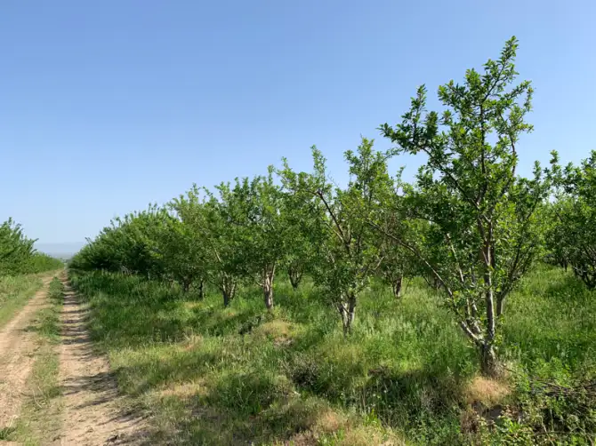Продажа яблонево-сливовых садов в Алматинской области., фотография 3