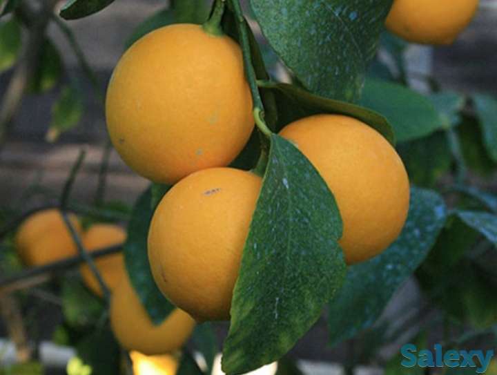 Саженец лимона 