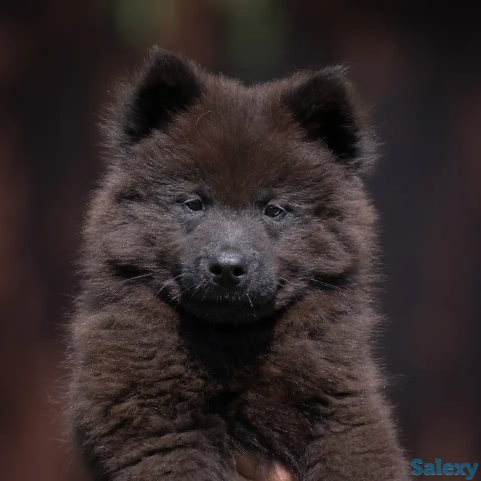 Евразиер! Очень редкая порода!, фотография 4