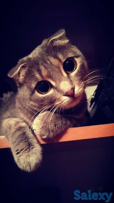 Отдам кошечку, фотография 3