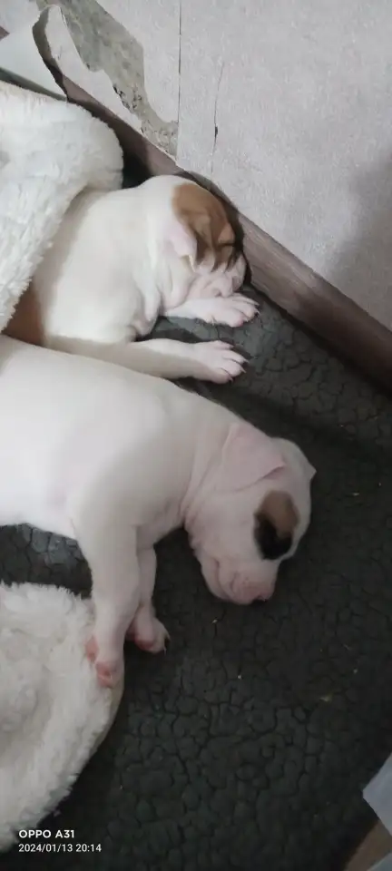 Продам щенков, фотография 10