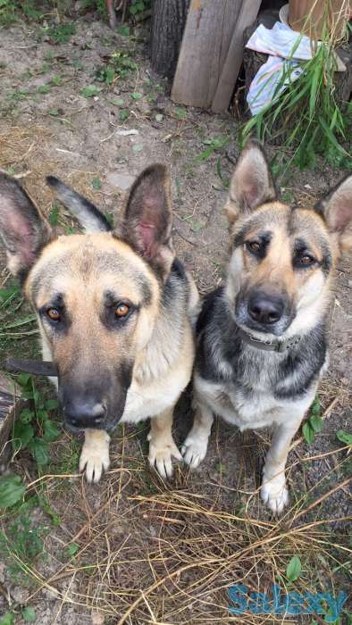 Продаю щенков ВЕО Восточно европейские овчарки нахожусь в районе Калкамана, фотография 1