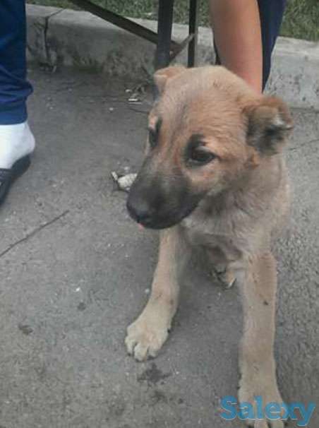 Продам (Добет), фотография 1