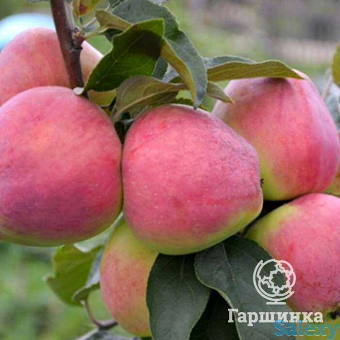 Яблоня кандиль орловский, фотография 1