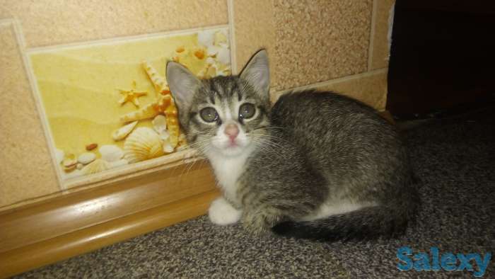 отдам котят в добрые руки, фотография 3