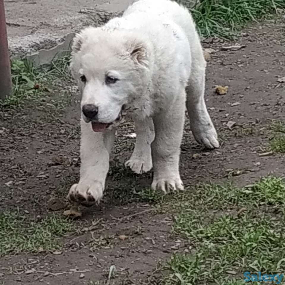 Щенки САО, фотография 5