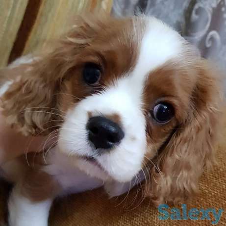 Щенки Кавалер Кинг Чарльз Спаниеля. Символ Нового года!, фотография 1
