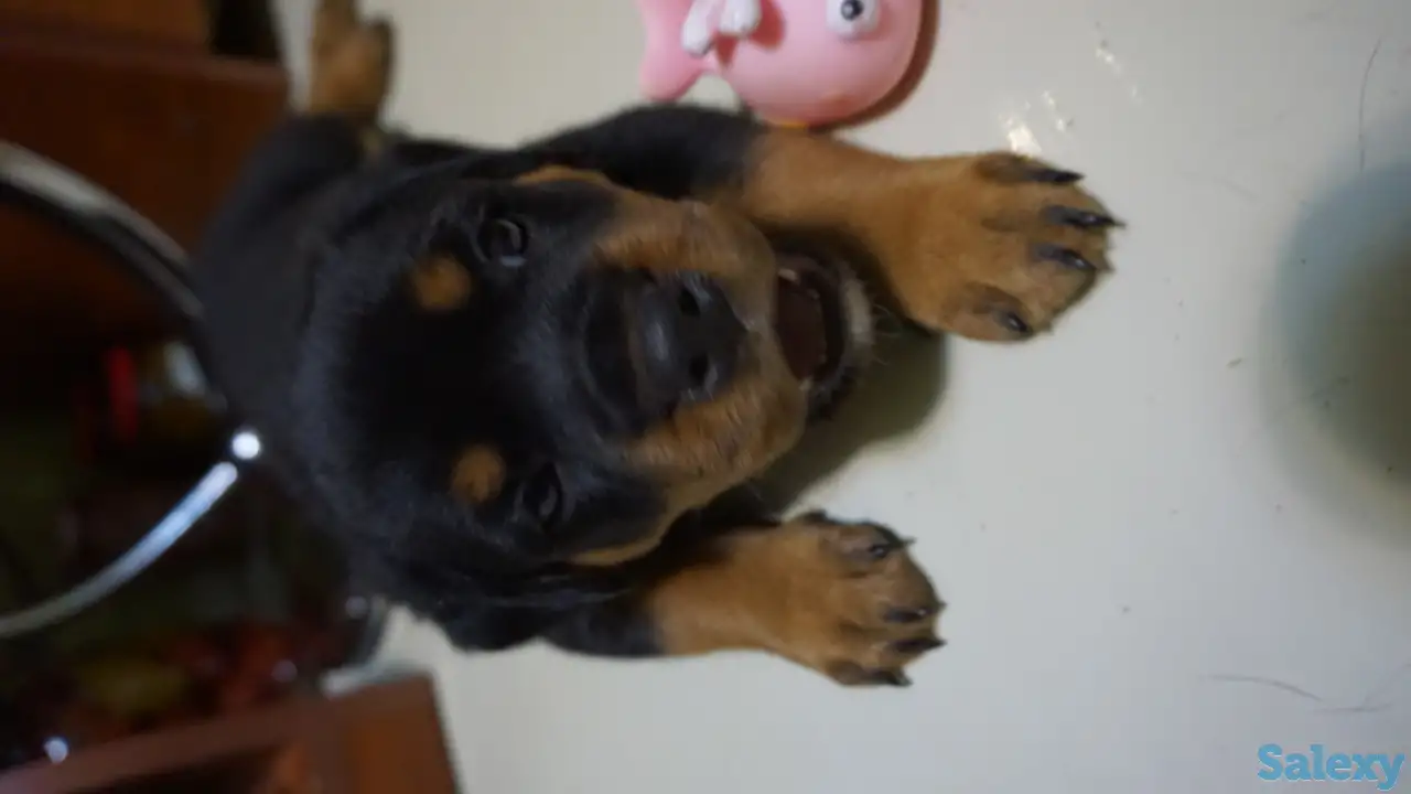 Продам, фотография 8