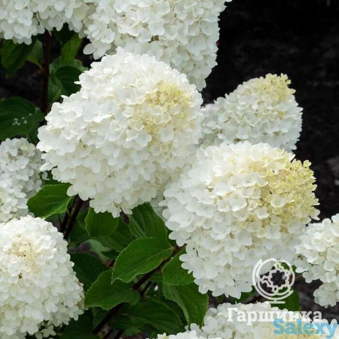 Гортензия саммер сноу, фотография 1