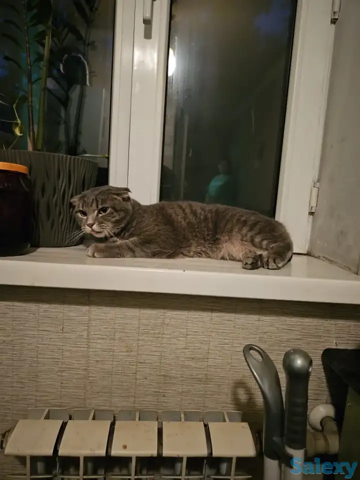 Британец короткошерстный Марсик ищет дом, фотография 1