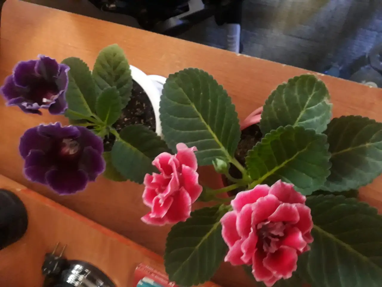 Продам цветы дешево, фотография 2