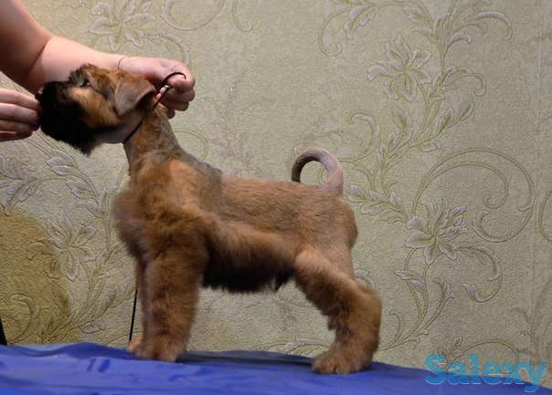 Пшеничный терьер, фотография 2