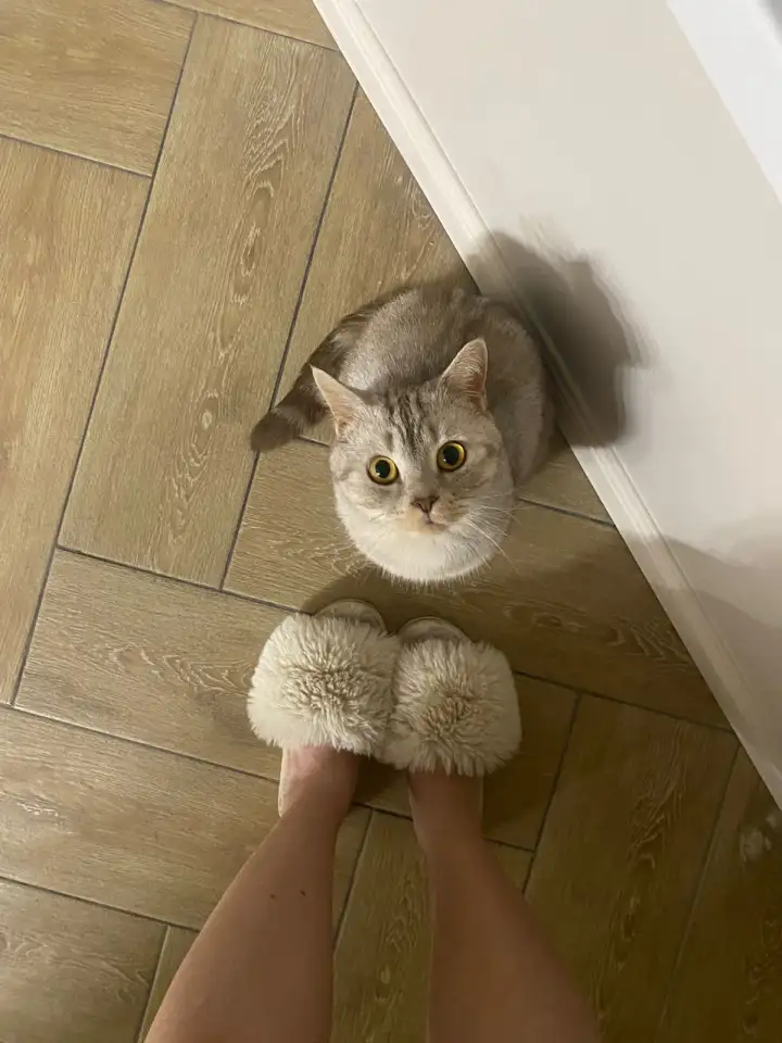 отдам кота, фотография 2