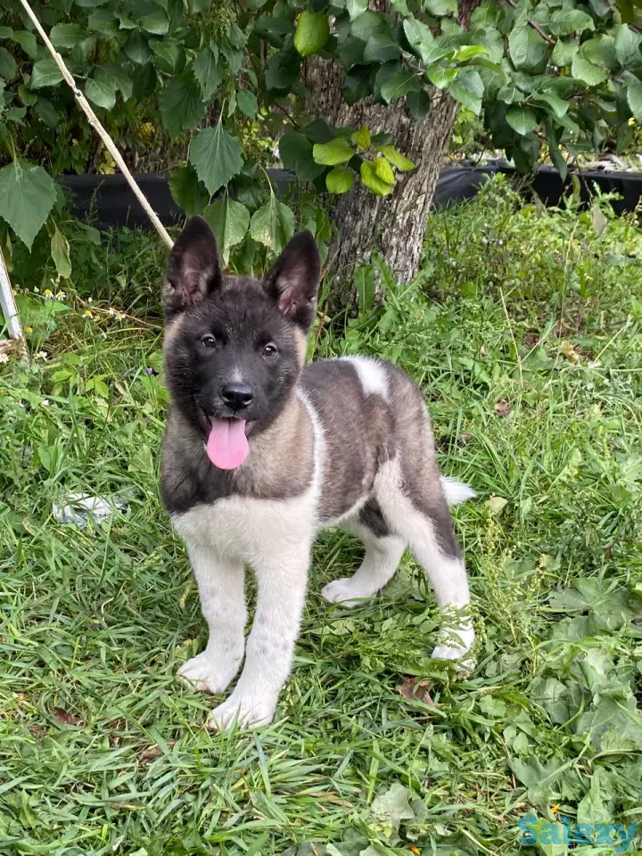 Шикарные девочки Американской Акиты, фотография 5