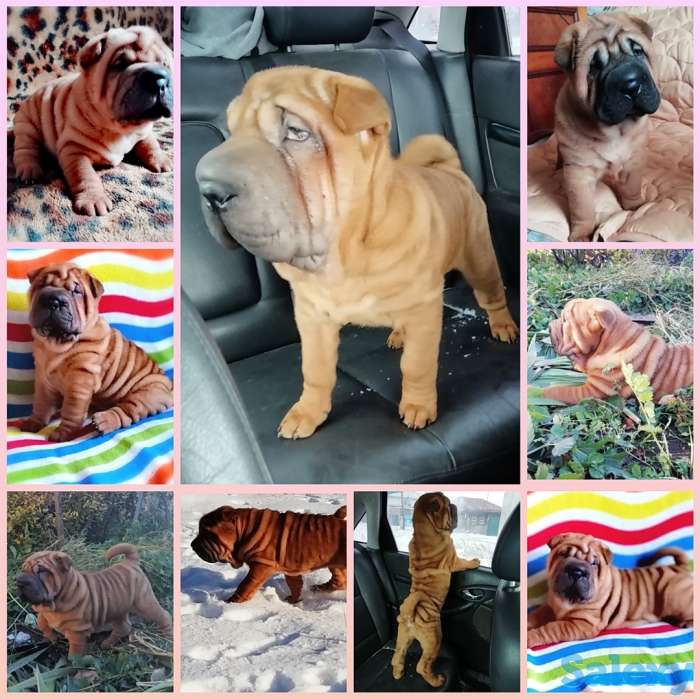 Плюшевые принцессы, фотография 3