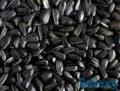 подсолнечник куплю жмых куплю, фотография 1