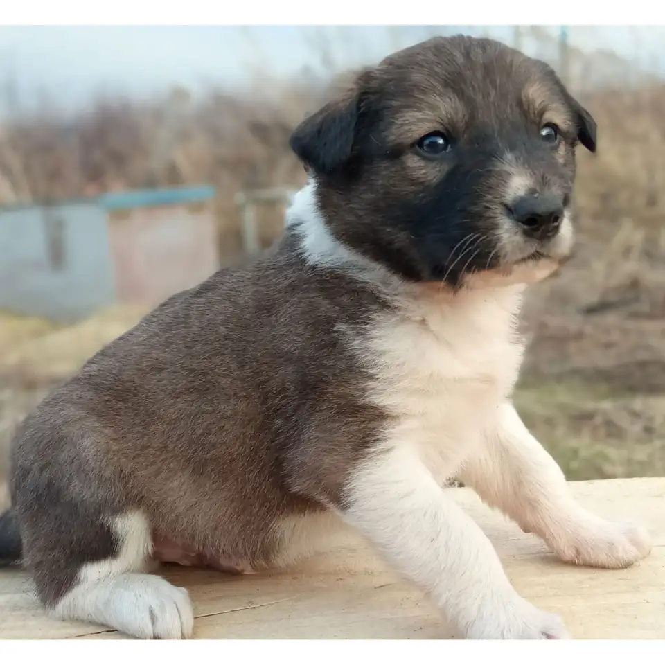 Отдам щенят, фотография 2