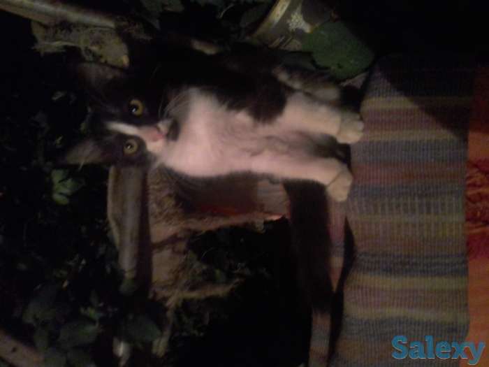 Отдадим ласковых,  добрых, ручных котят  даром в надежные , заботливые , добрые руки.  Знают двор, не боятся собак., фотография 2