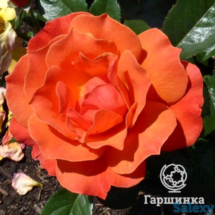 Роза феллоушип, харкнесс, фотография 1