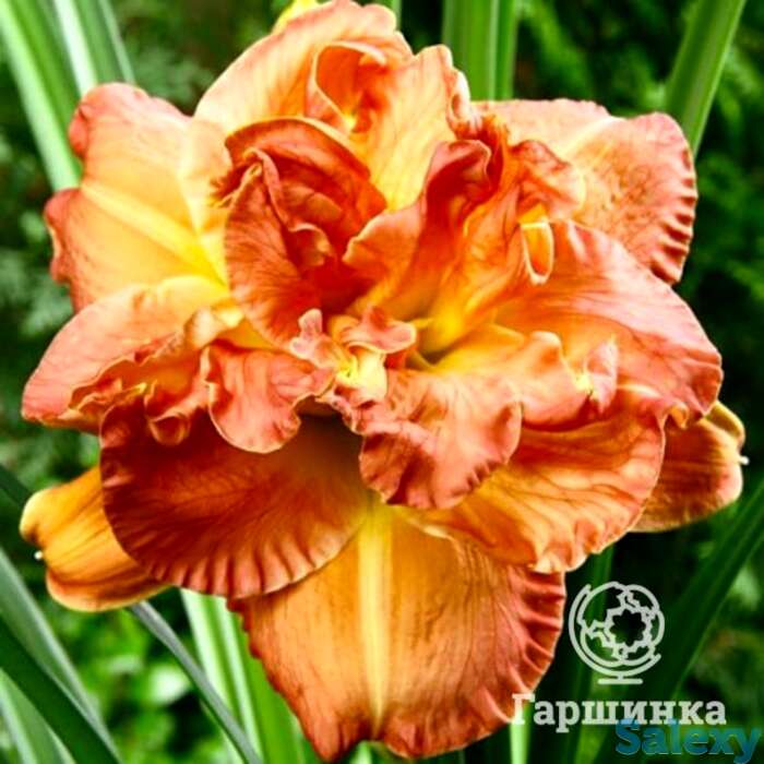 Лилейник кэндллайт диннер, фотография 1