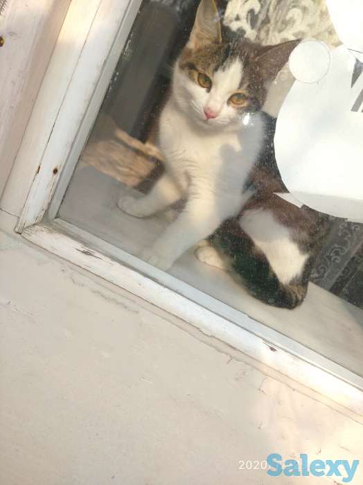 Подарю котят в хорошие ручки), фотография 2