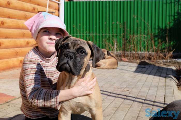 Щенки Бульмастифа, фотография 1