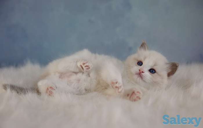 Великолепные котята породы Рэгдолл, фотография 2