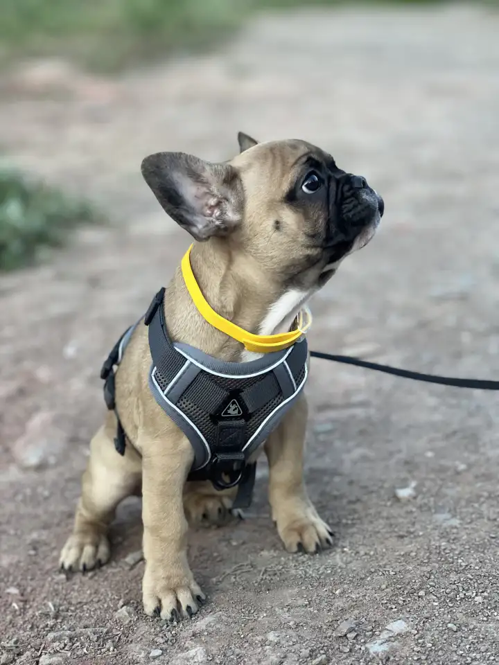 Французский бульдог, девочка, фотография 2