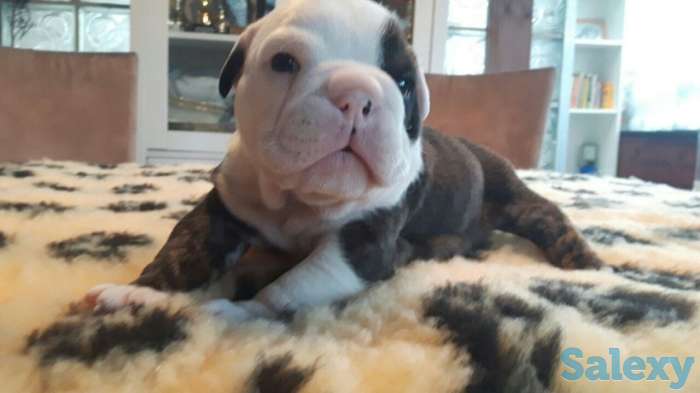 Щенки английского бульдога, фотография 1