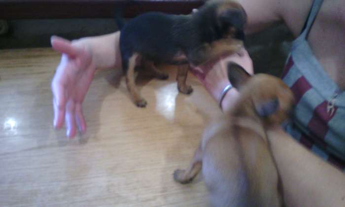 собачку срочно, фотография 12