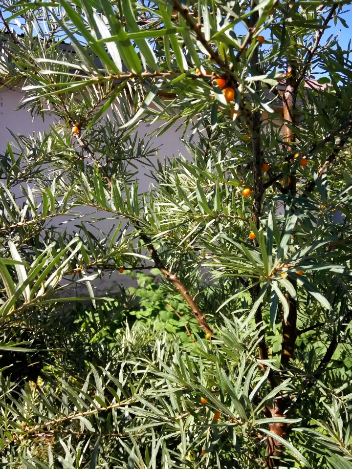 продам дом, Тайтобе. ул.Б.Байкадамов 32, фотография 8