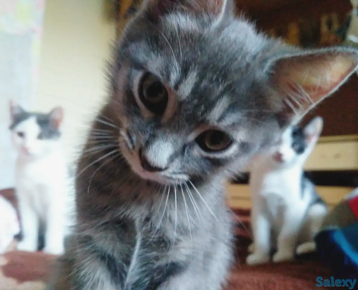 Срочно отдам котят в заботливые руки, фотография 5