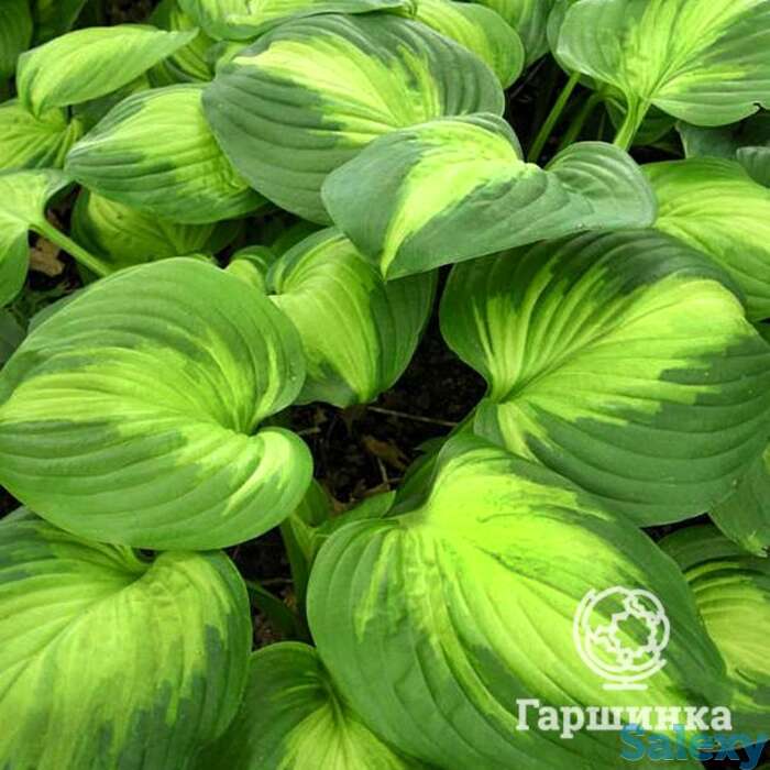 Хоста энчиладас (l), фотография 1