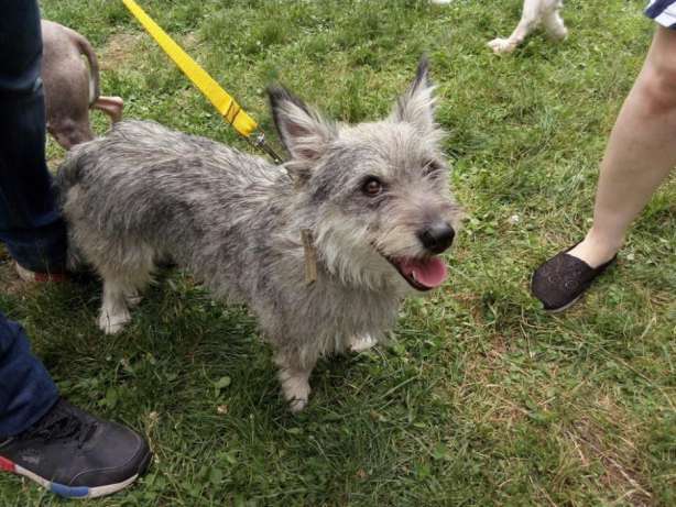 Отдается в добрые руки Бимка, фотография 1