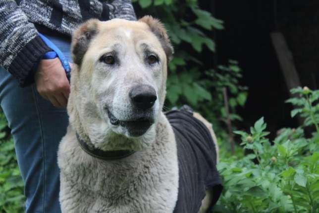 Отдаем в добрые руки Тэрру, фотография 1