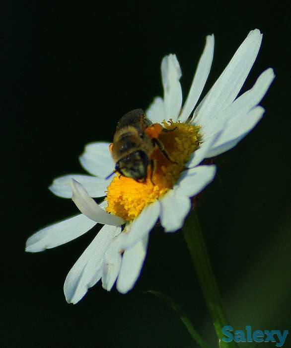 Видео-Фото, фотография 7