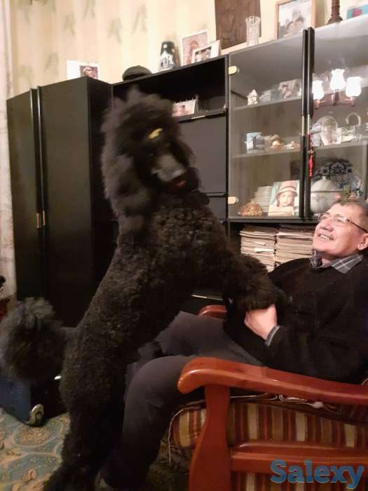 щенки королевского пуделя, фотография 2