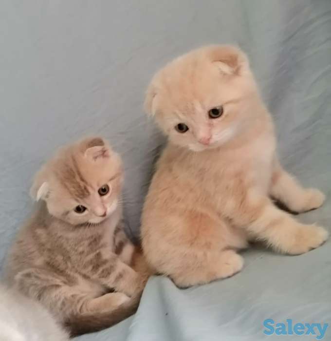 Продаю котят Скоттиш-Фолд, фотография 2
