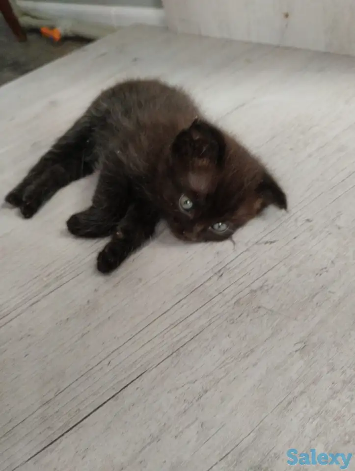 Продаются котята. Шотландская вислоухая., фотография 5