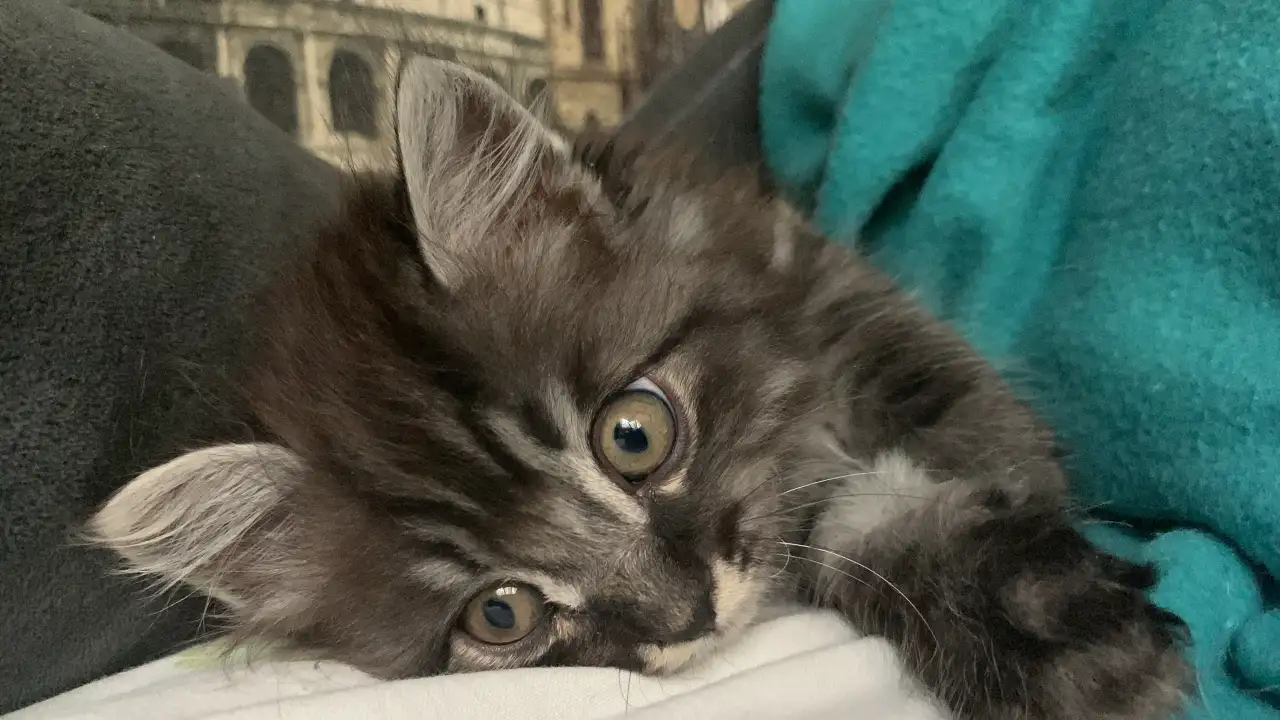 Отдам котенка бесплатно в хорошие руки!, фотография 2