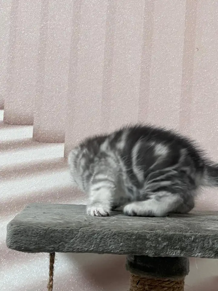 Шотландские котята, фотография 6