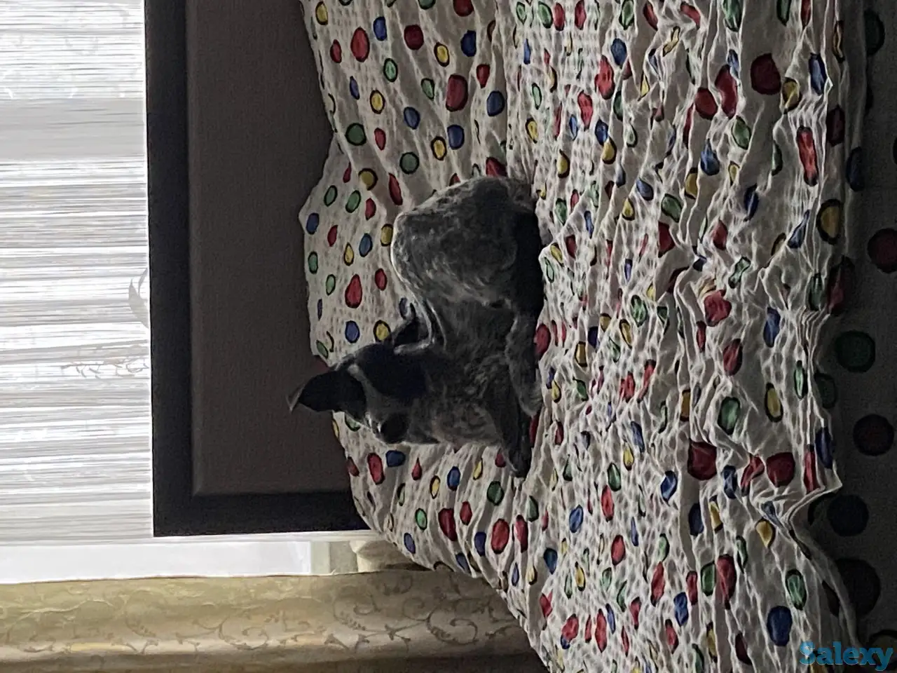 Отдам собаку в хорошие руки!!, фотография 1