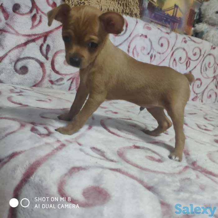 Продам Тойчиков, фотография 6