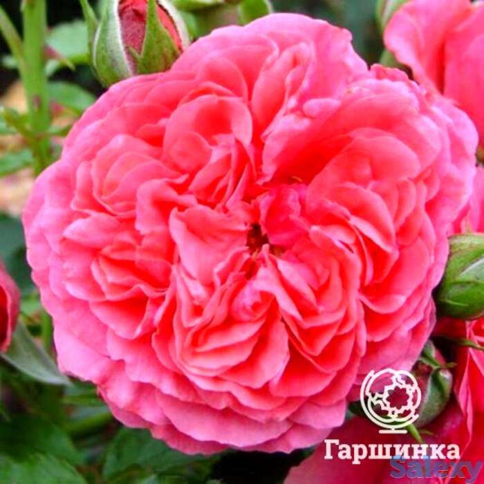 Роза ютерсенс розенконигин кустарниковая, топалович, фотография 1