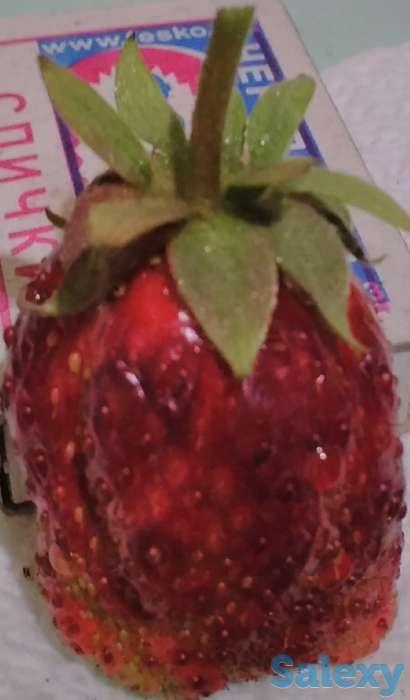 Продам таёжную землянику крупноплодная!привезена, фотография 3