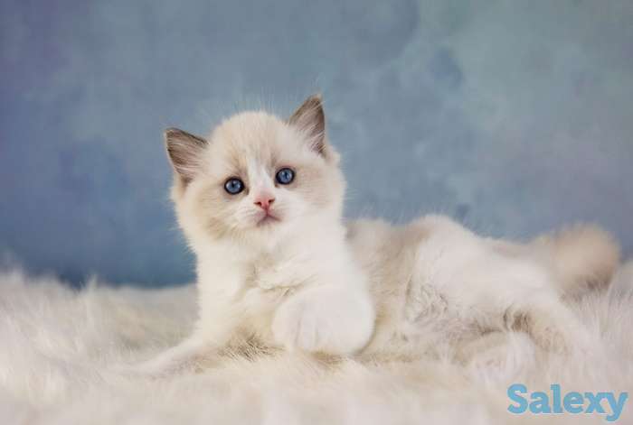 Великолепные котята породы Рэгдолл, фотография 6