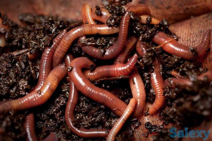 Продаю землянных червей., фотография 1