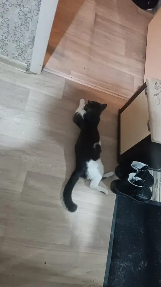 Отдам кота в добрые руки,к лотку приучен,ласковый,спокойный возраст примерно не больше полтора года, фотография 3