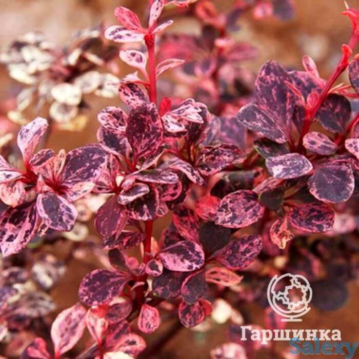 Барбарис арлекин, фотография 1